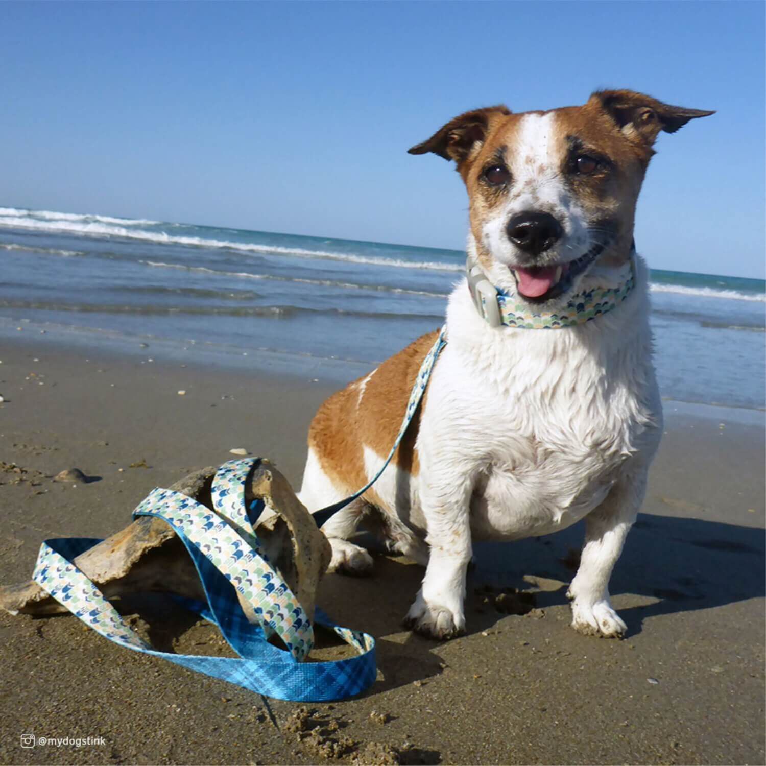 Sublime Dog Leash-Blue Waves With Blue Checkers – Fetchmypetsmart